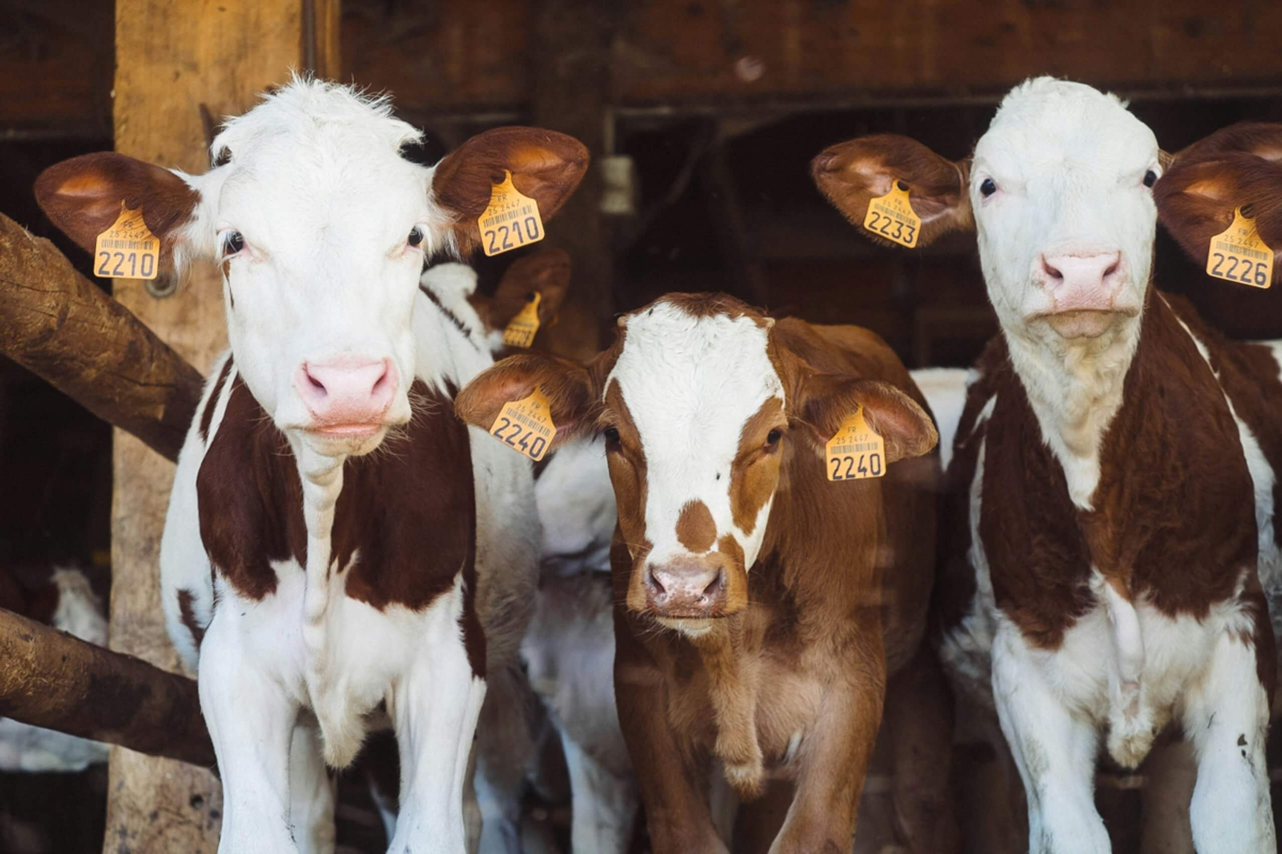 Cows in a field